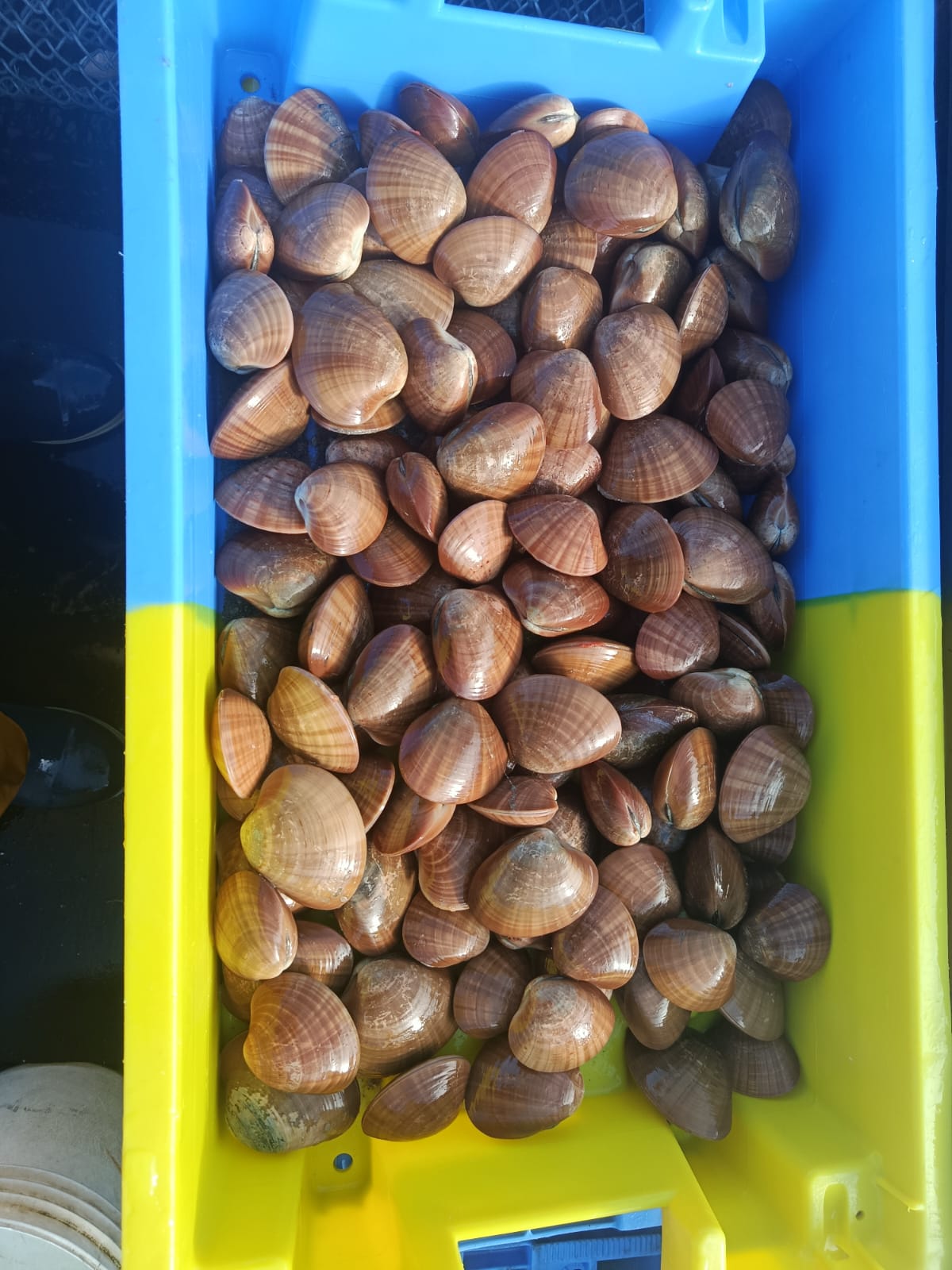 Caisse pleine de vernis aux coquilles brunes et striées